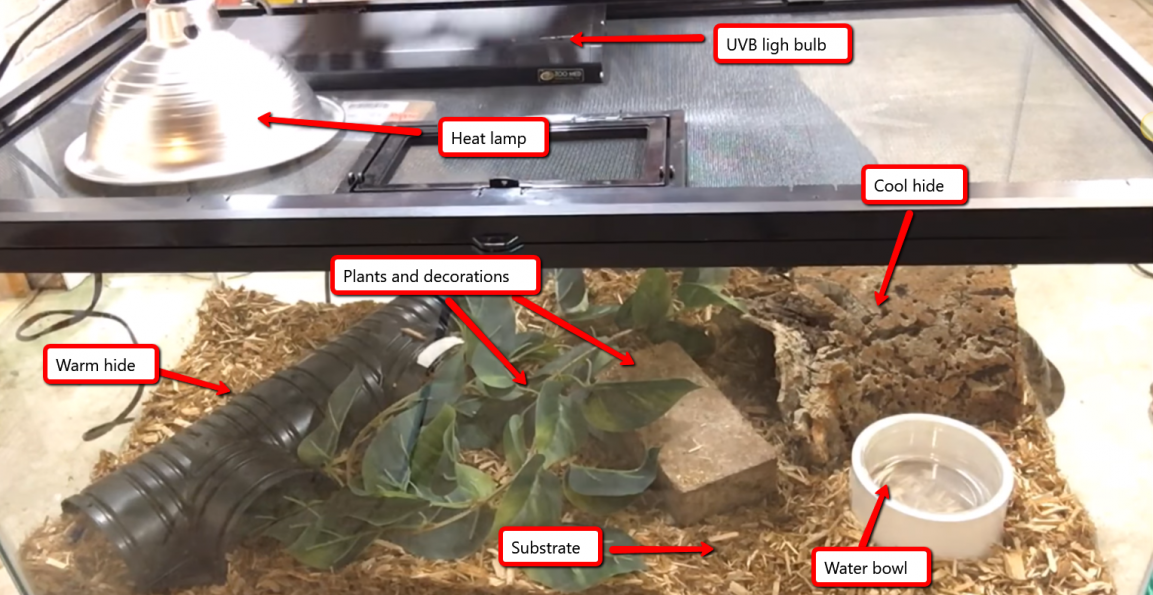 Blue Tongue Skink Habitat Setup Step By Step To Setup A Tank   Blue Tongue Skink Habiat Setup 1153x595 