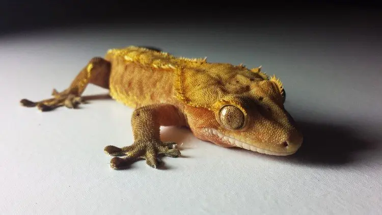 crested gecko supplies accessories
