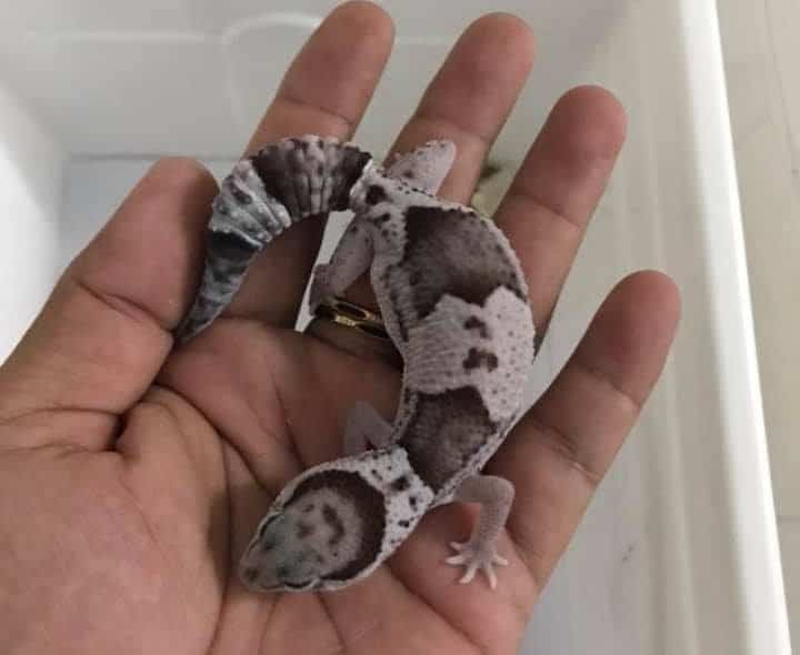 African fat tail gecko oreo