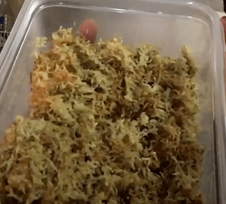 sphagnum_moss_in_plastic_container