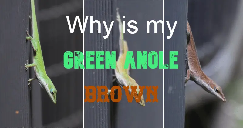 why is my green anole always brown