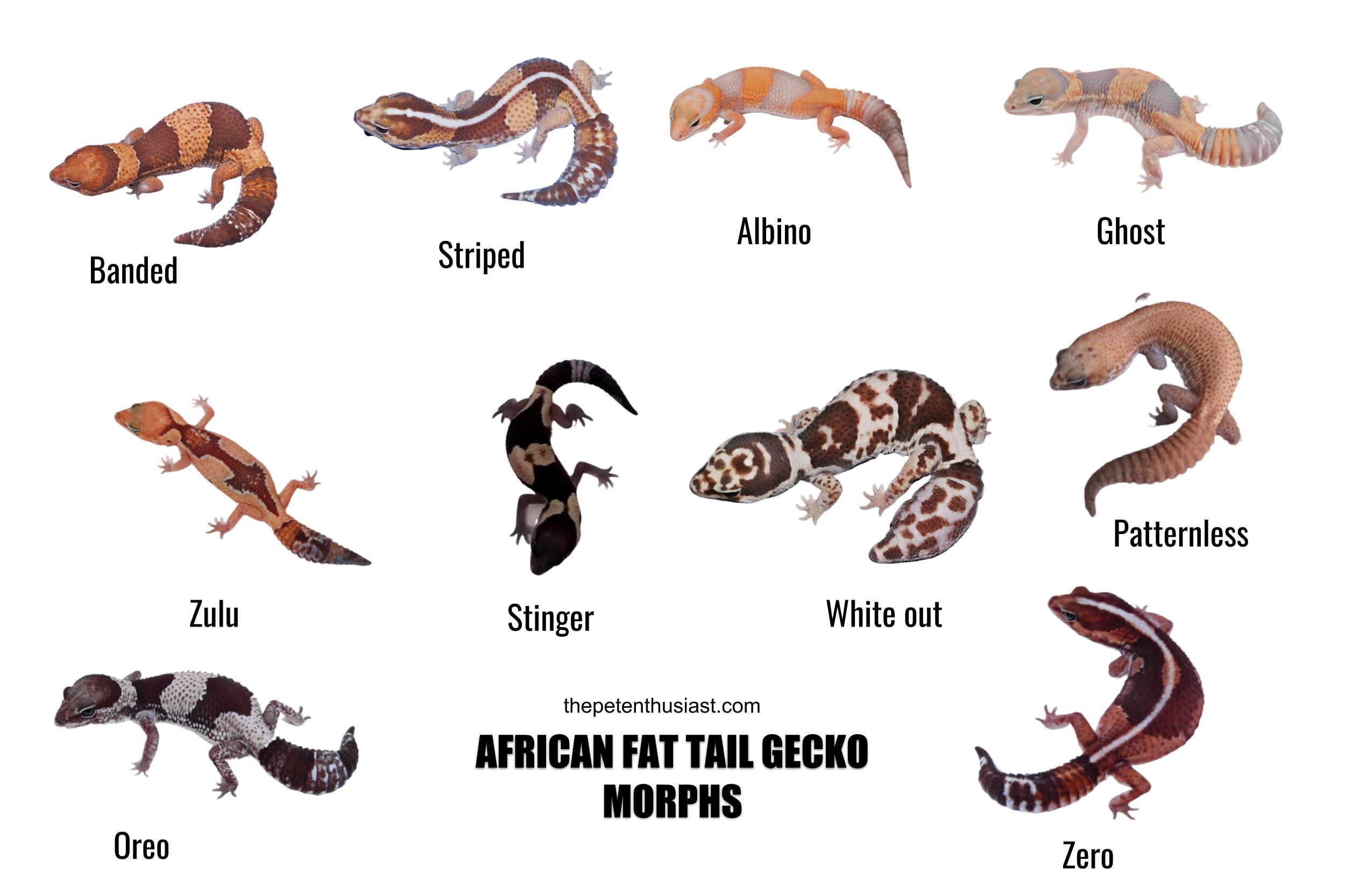 A quick guide about African fat tail gecko morphs