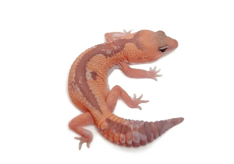 Caramel Zulu African fat tail gecko
