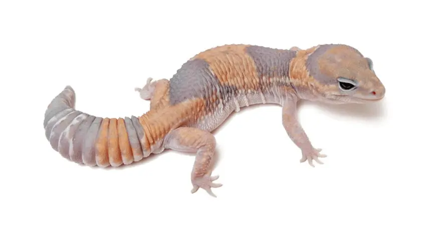 Ghost African fat tail gecko