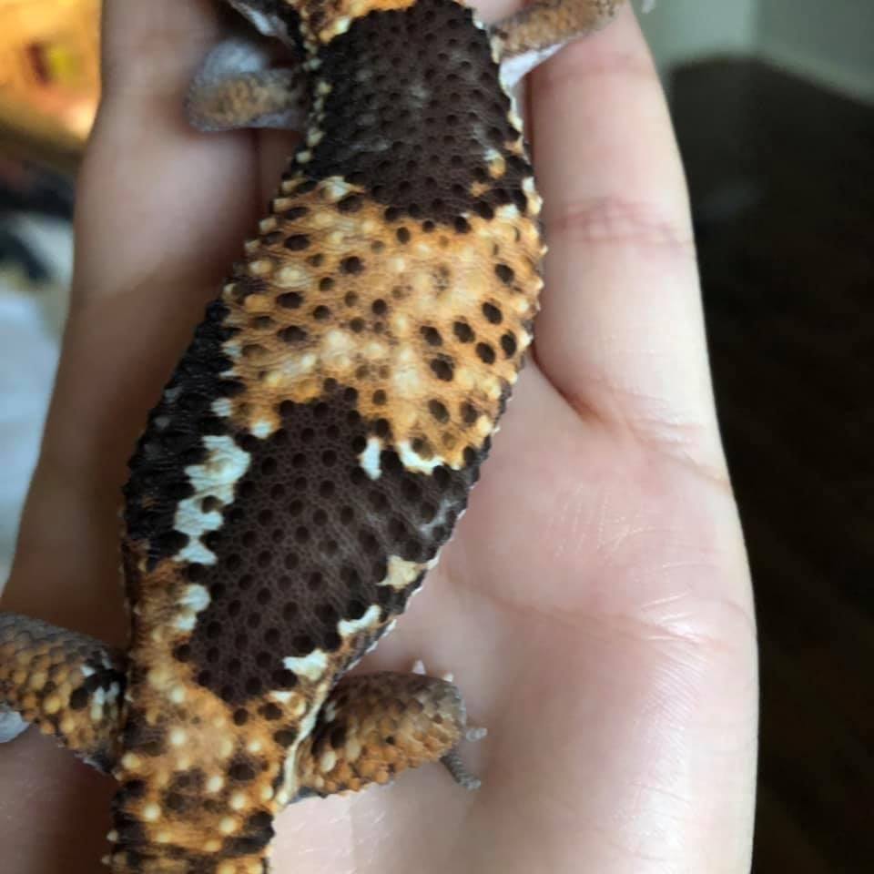 Jungle African fat tail gecko