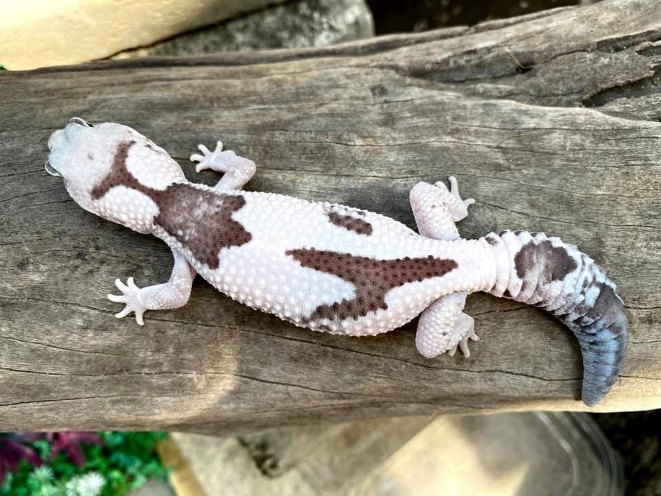 Oreo Zulu African fat tail gecko
