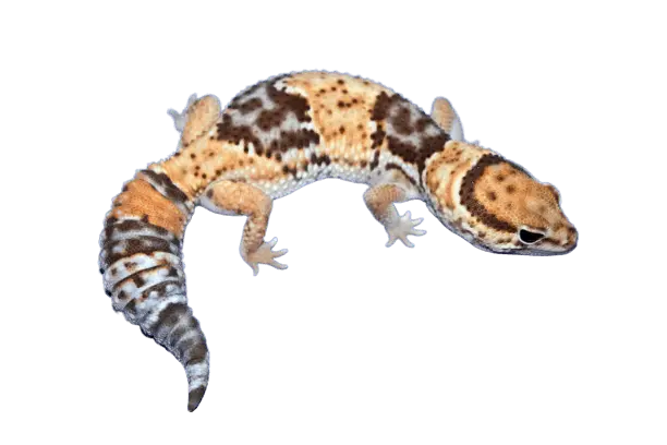 Starburst African fat tail gecko