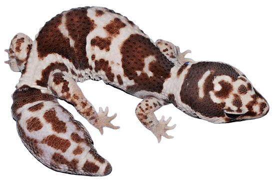 white out White out African fat tail gecko