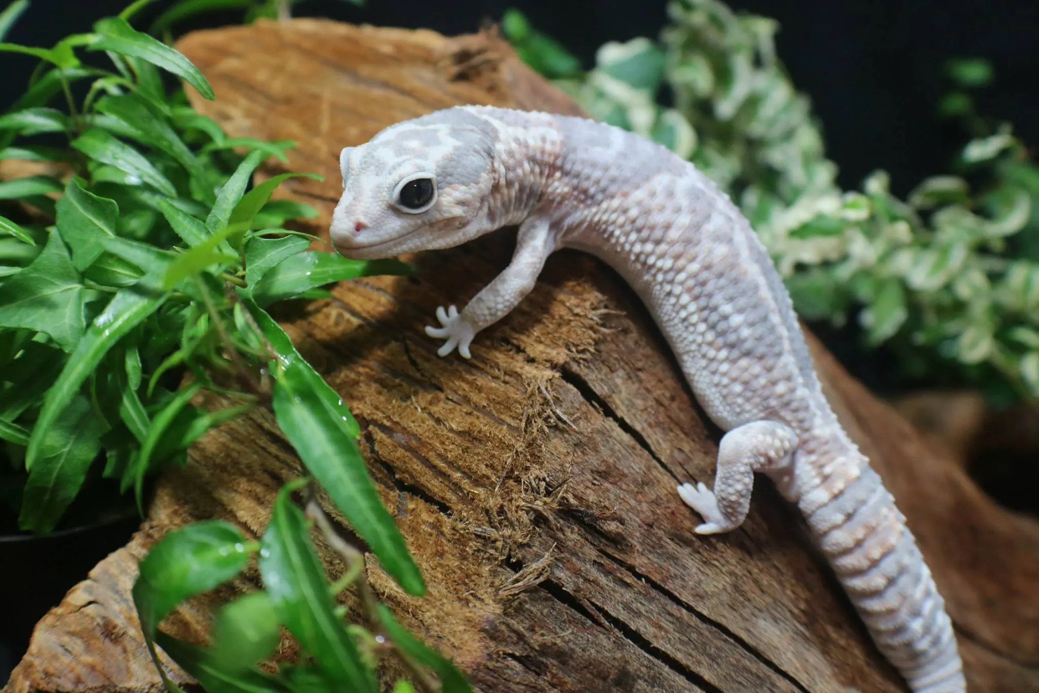 White out ghost African fat tail gecko