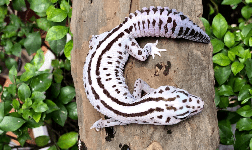 white out oreo patternless white out oreo patternless