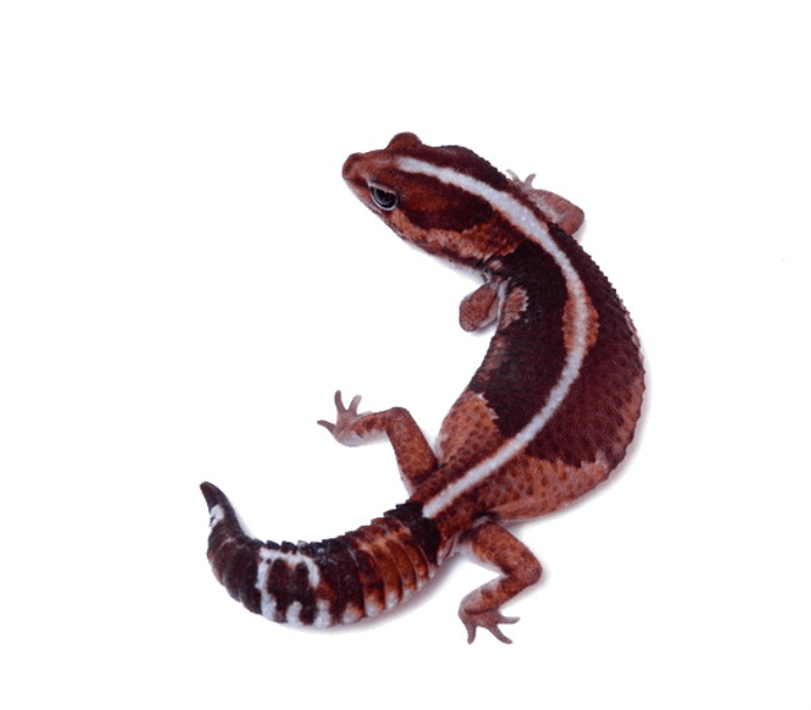 zero gecko Zero African fat tail gecko