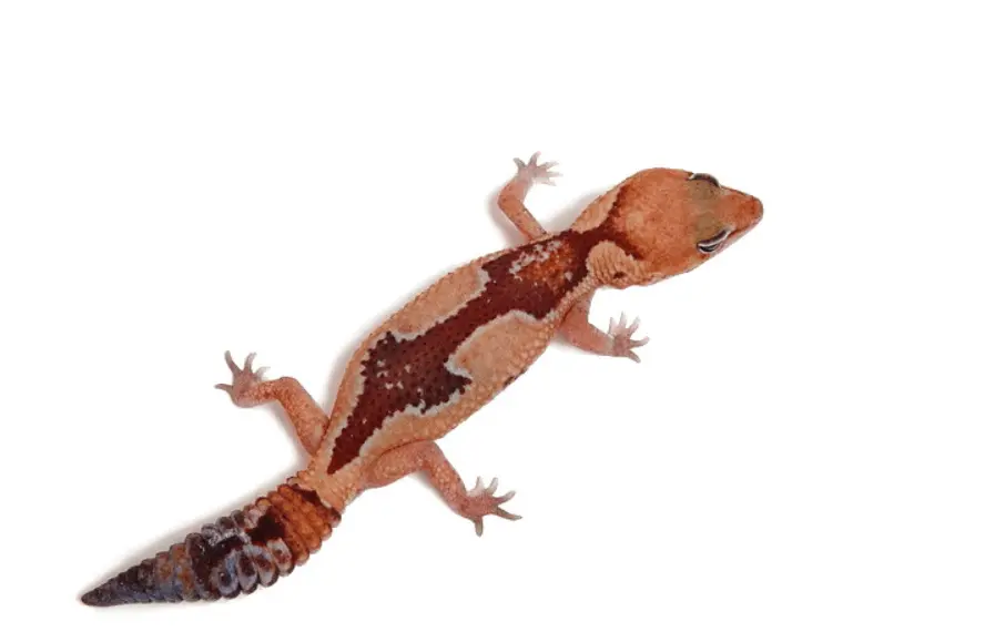 Zulu African fat tail gecko