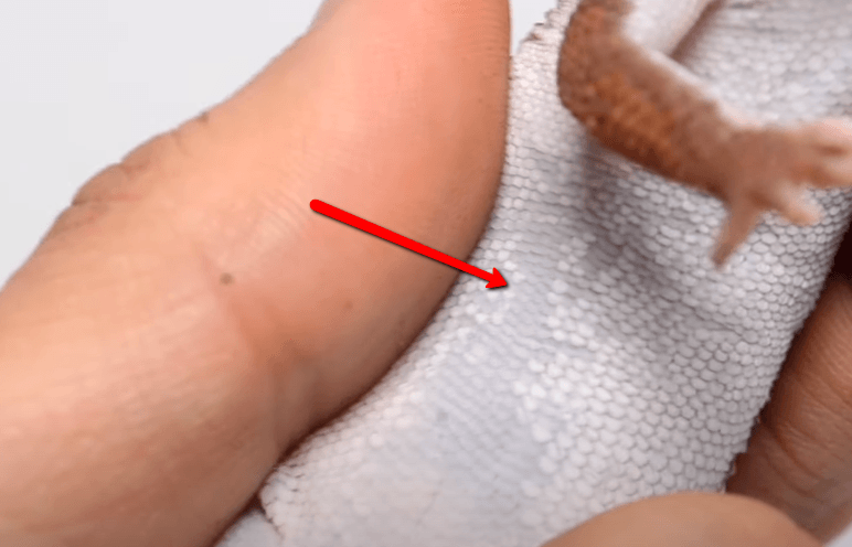 zulu scale pattern in the belly