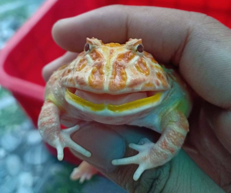 pacman frog smiling