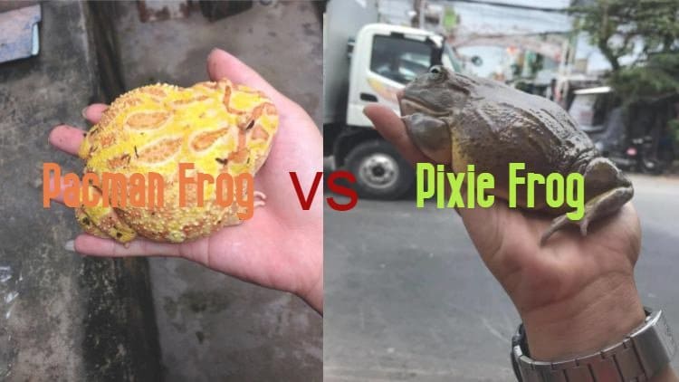 Pacman Frog vs Pixie Frog - Similarities and Differences