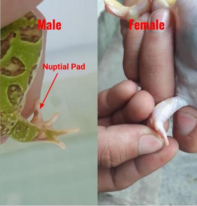 How to Determine Pacman Frog Gender - Ways to Tell Male or Female