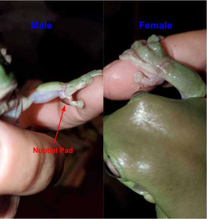 While Tree Frog Male or Female by Nuptial Pads