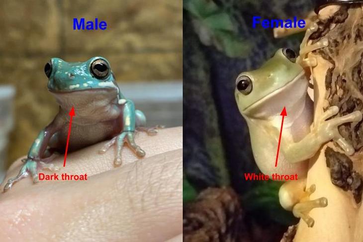 White Tree Frog Gender How To Tell Male Or Female 1223