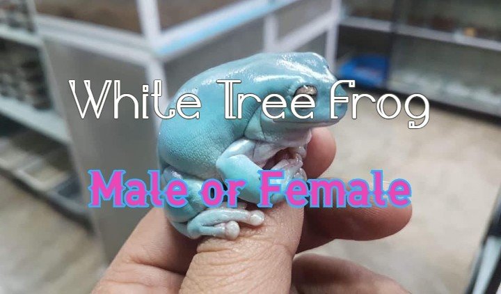 White Tree Frog Gender How To Tell Male Or Female 4166