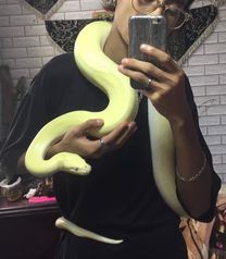 Corn Snake vs Ball Python as Pets. Which One is Better?