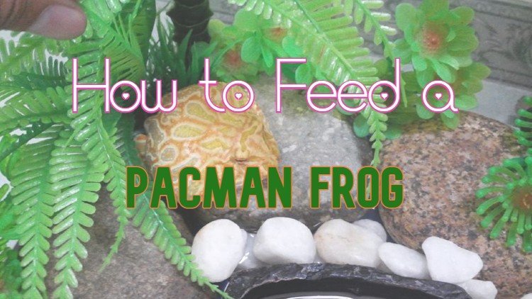 Pacman Frog Diet - How to Feed a Pacman Frog (with Food Chart)