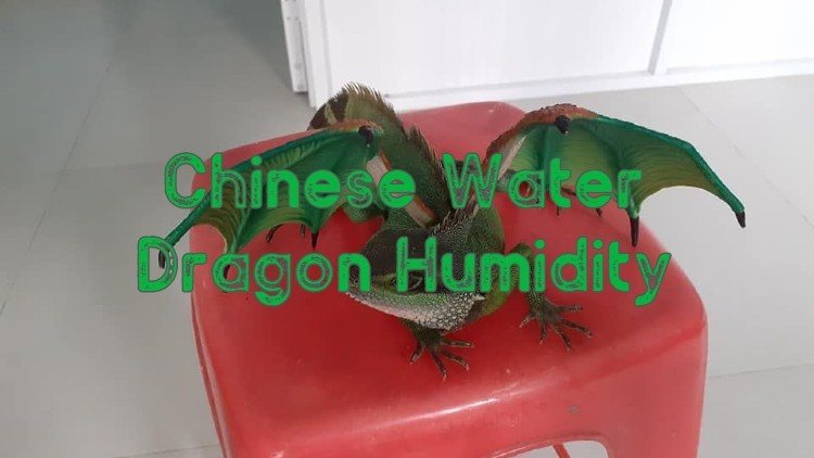 how to lower humidity in bearded dragon tank