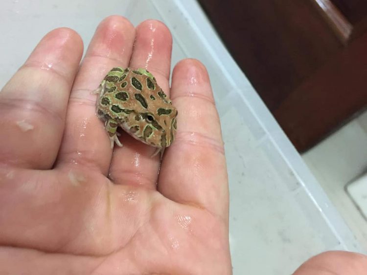 Make sure your hands wet when handling a Pacman frog
