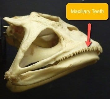 teeth pacman frog maxillary frogs jaw