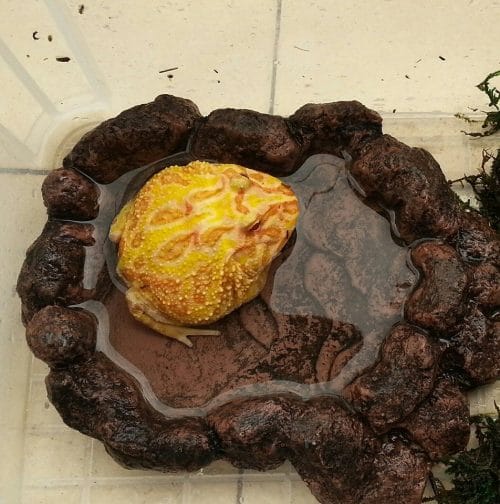 Pacman frog in water dish