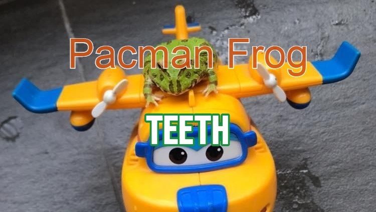 Do Pacman Frogs Have Teeth? Do Pacman Frogs Bite?