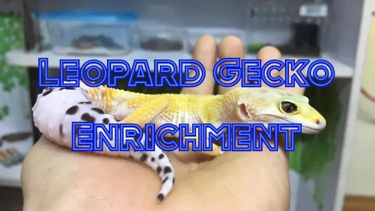leopard gecko enrichment