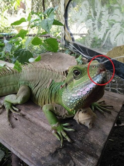 mouth rot in Chinese water drgon