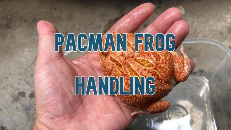 Properly Handling A Pacman Frog (When You Have To)