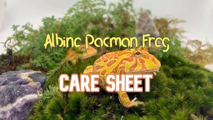 Picture of Pacman Frog Archives - ThePetEnthusiast