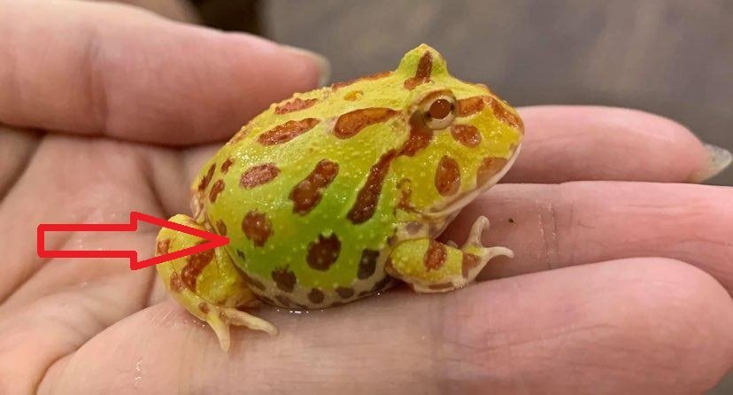 strawberry pineapple pacman frog care