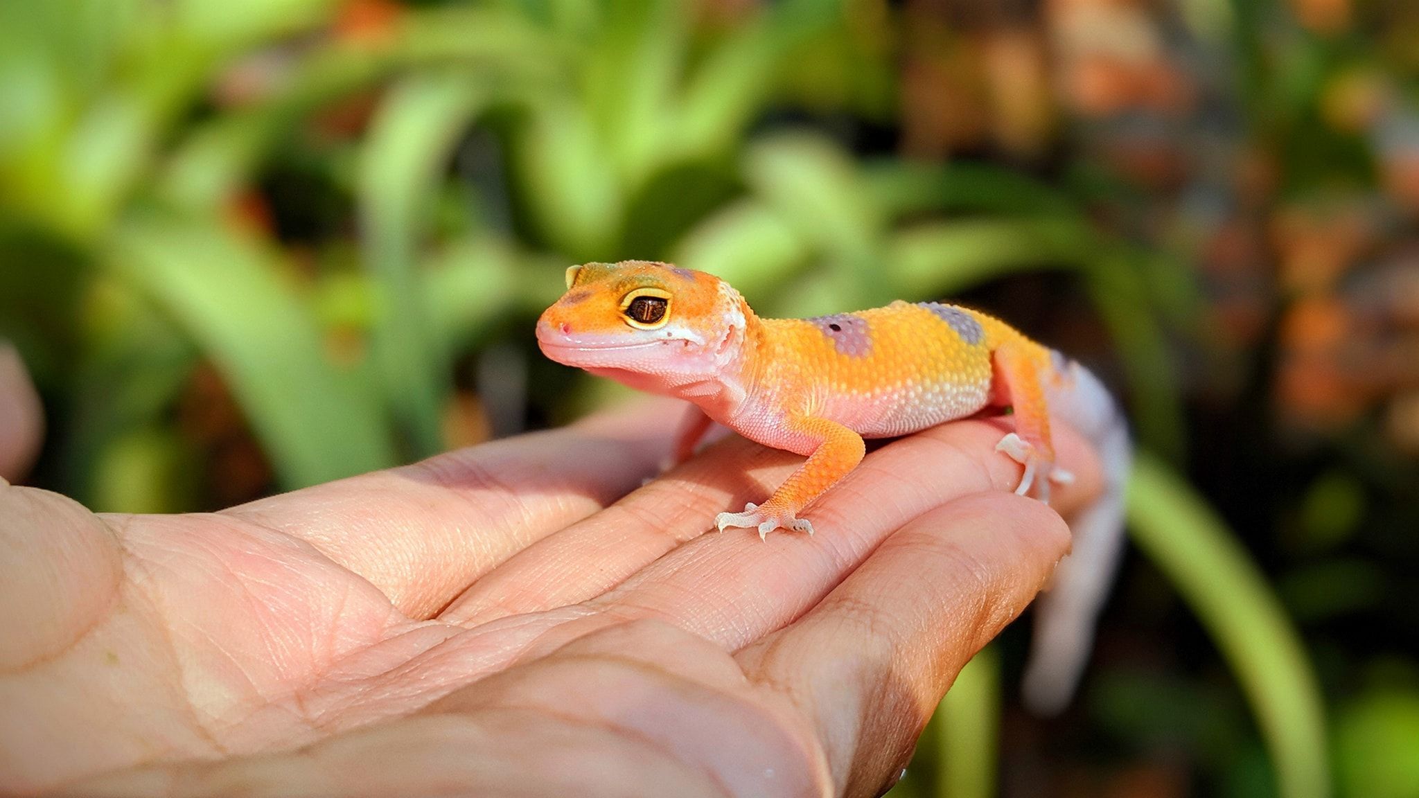 child squeed gecko
