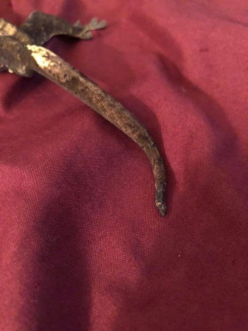 Crested Gecko Tail Rot