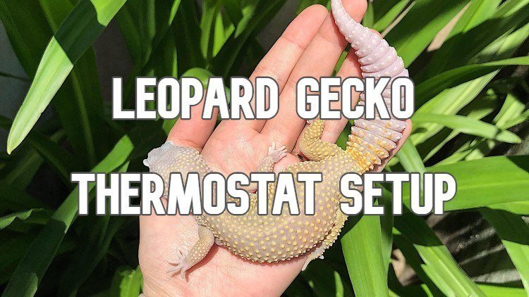 thermostat for leopard gecko