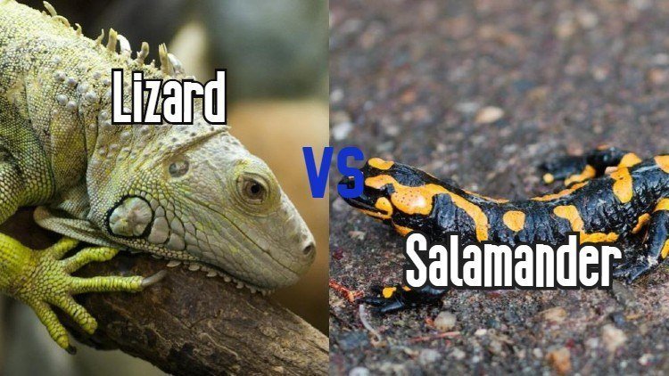 Lizard vs Salamander - What Are The Differences?