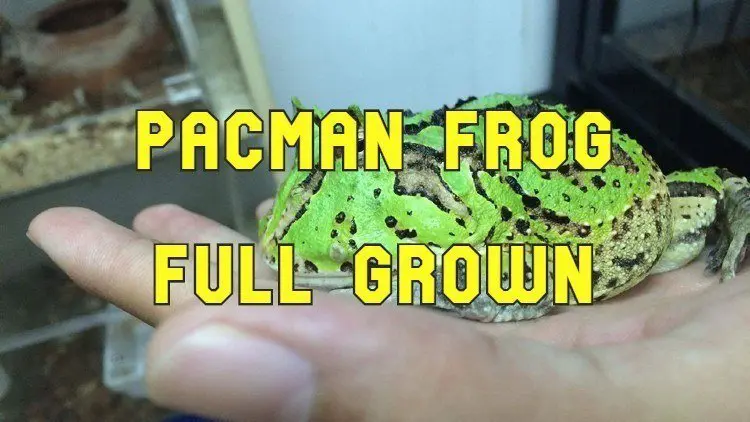 Pacman Frog Full Grown Size