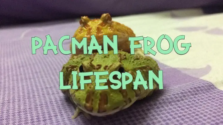 Pacman Frog Fifespan