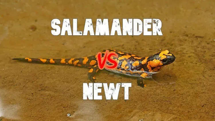 Salamander VS Newt