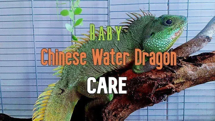 Baby Chinese Water Dragon Care
