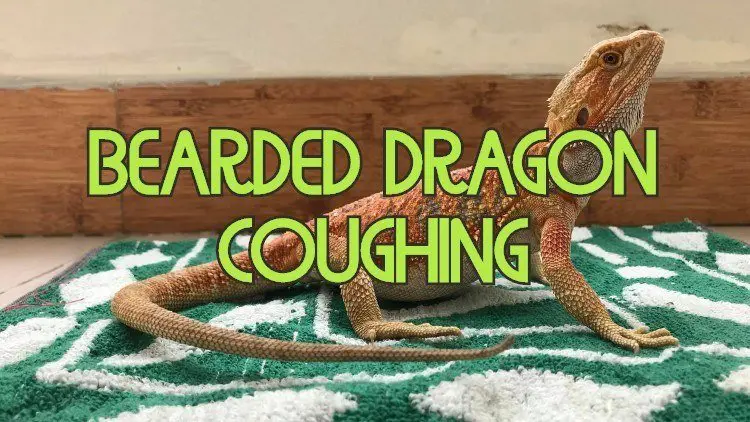 Why is a bearded dragon coughing