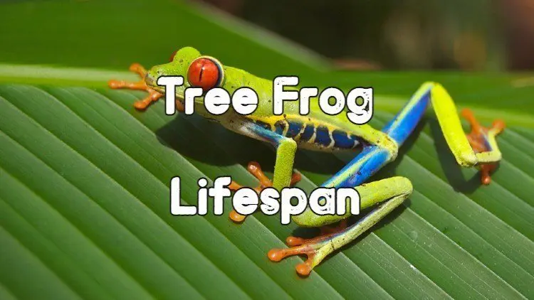 Lifespan of different tree frog species
