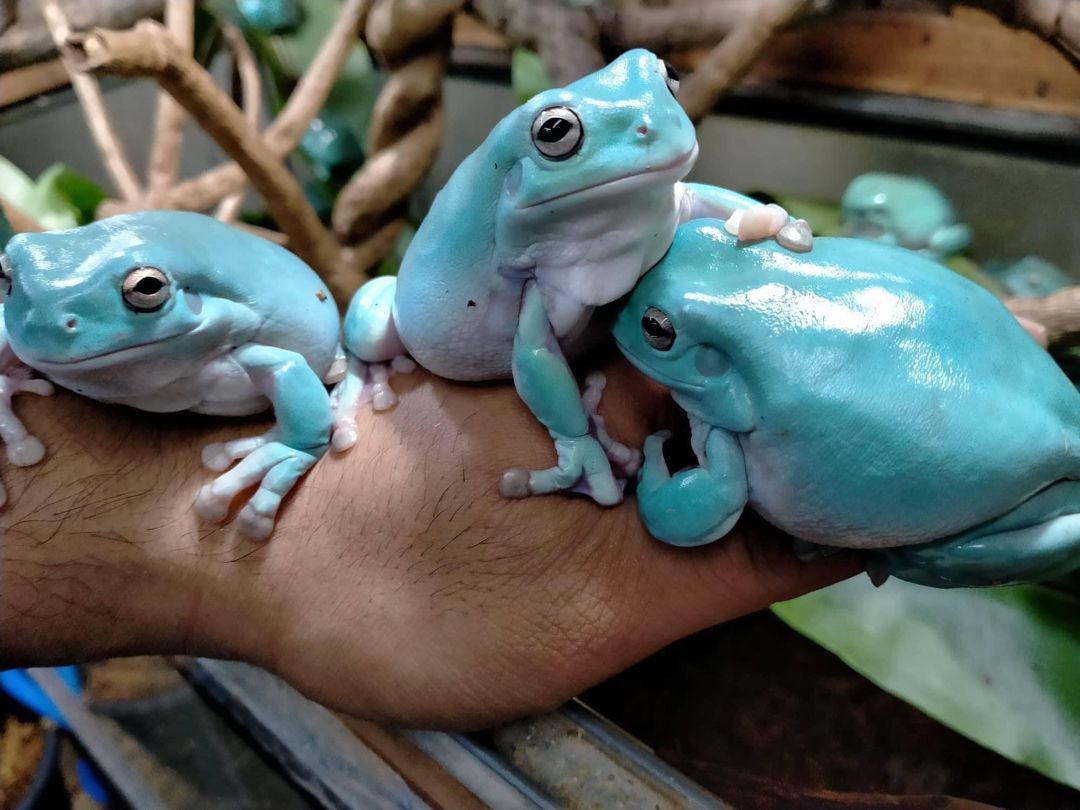 are tree frogs in nc poisonous