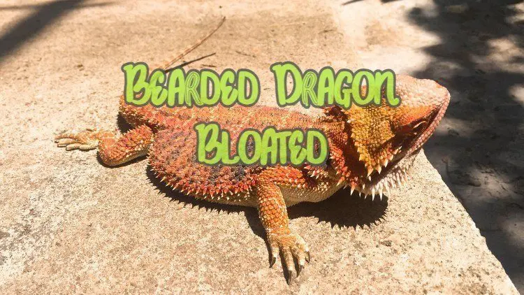 Why is a bearded dragon bloated