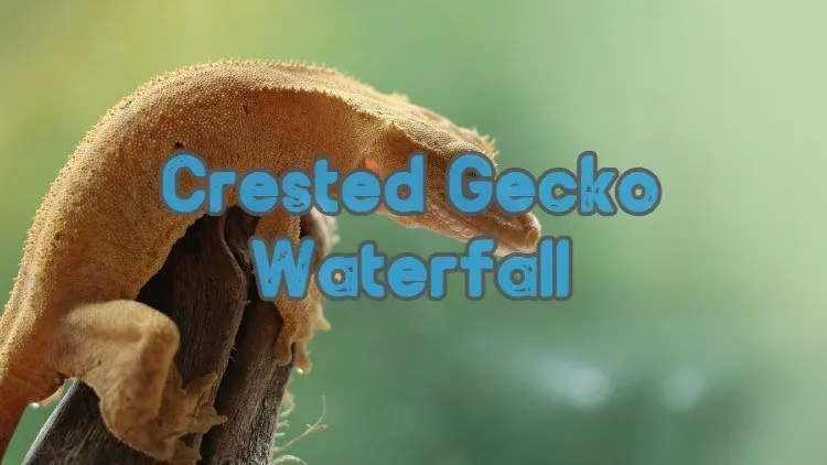 Best waterfall for crested geckos