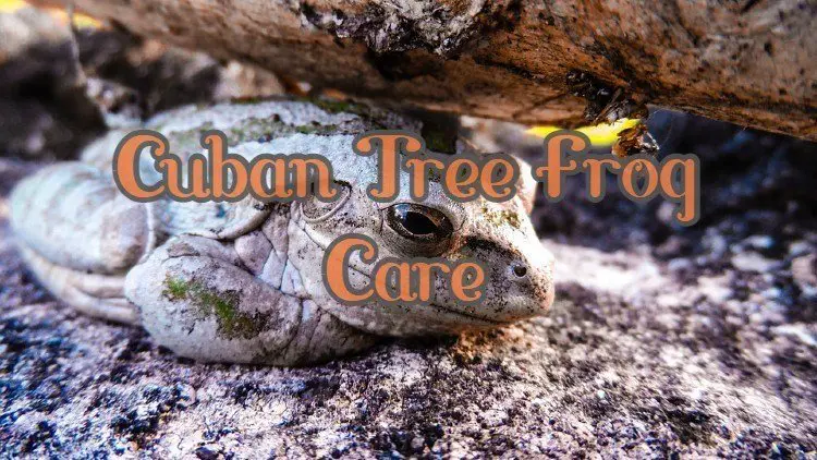 Cuban Tree Frog Care