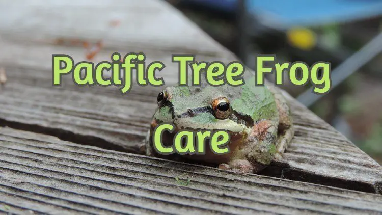 Pacific Tree Frog Care Sheet